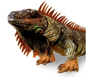 Iguana 42"