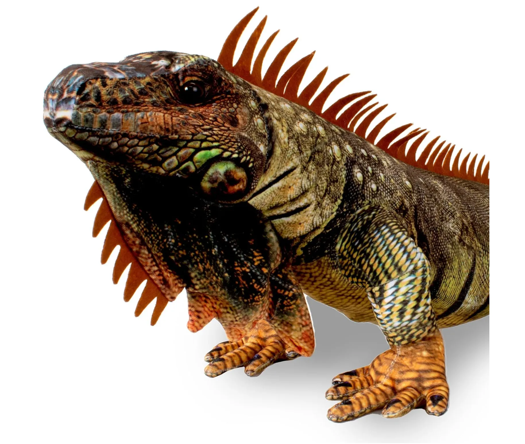 Iguana 42"
