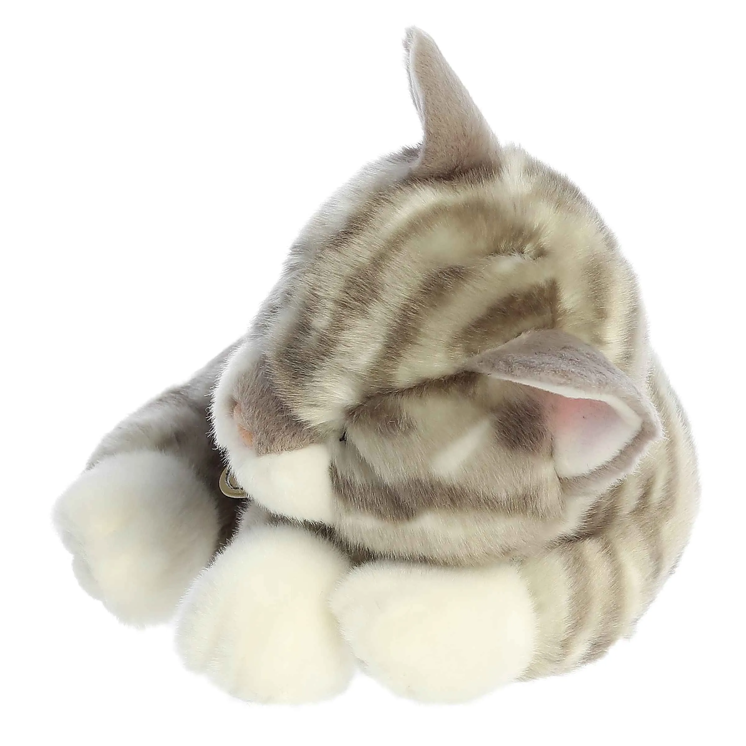 Sleepy Gray Tabby Kitten
