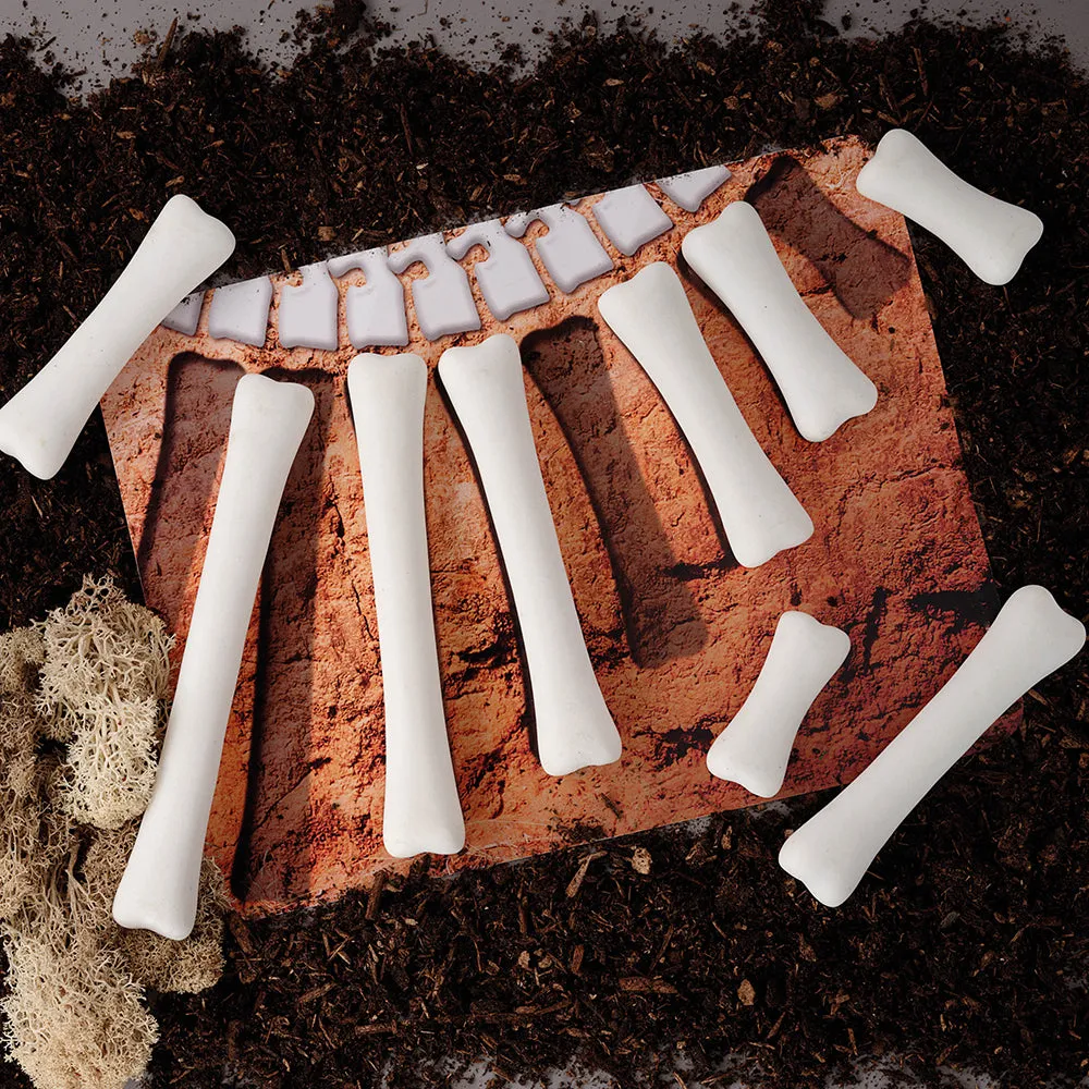 Yellow Door® Dinosaur Bones with Match & Measure Cards Exploration Set