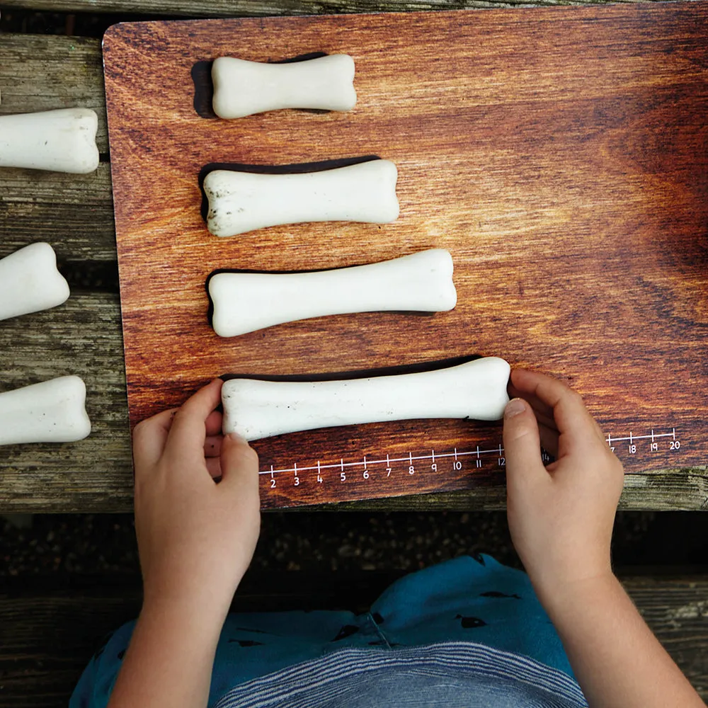 Yellow Door® Dinosaur Bones with Match & Measure Cards Exploration Set